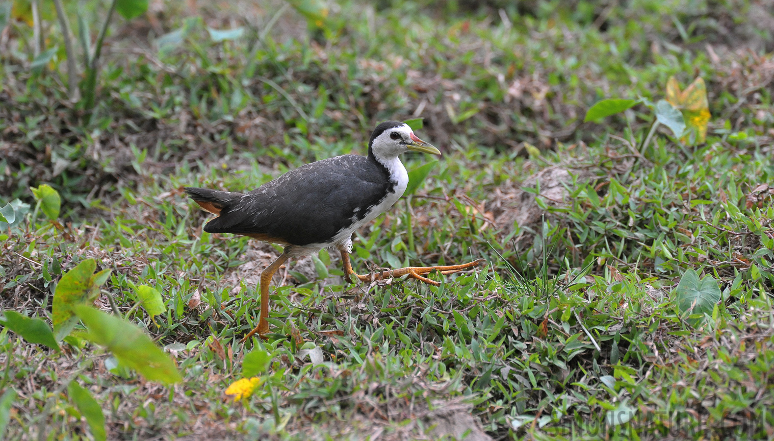 Amaurornis phoenicurus phoenicurus [550 mm, 1/640 sec at f / 8.0, ISO 2500]